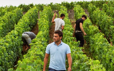 Voyage au cœur de la Bourgogne : les vins de Thibaud Clerget à la Dame de Pic Paris – 24 avril 2025