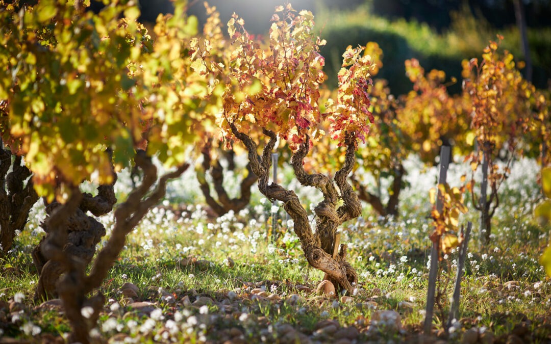 22 mai – Dîner vigneron à la Dame de Pic Paris autour du Gigondas et Châteauneuf-du-pape