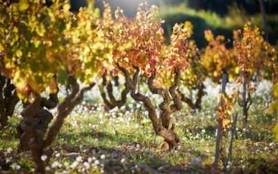 22 mai – Dîner vigneron à la Dame de Pic Paris autour du Gigondas et Châteauneuf-du-pape